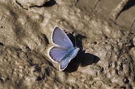 Attēlu rezultāti vaicājumam “Plebejus idas underside”