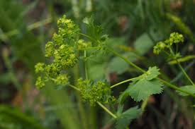 Attēlu rezultāti vaicājumam “Alchemilla vulgaris aggr.”