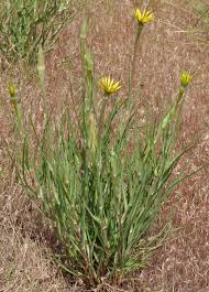 Attēlu rezultāti vaicājumam “Tragopogon heterospermus leaf”