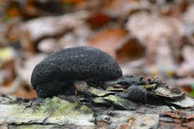 Attēlu rezultāti vaicājumam “Daldinia concentrica”