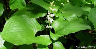 Attēlu rezultāti vaicājumam “Maianthemum bifolium fruit”