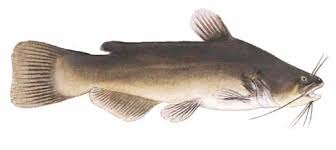 Image result for Ameiurus melas