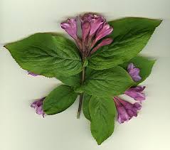 Attēlu rezultāti vaicājumam “Weigela praecox”