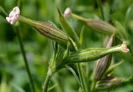 Attēlu rezultāti vaicājumam “Silene chlorantha”