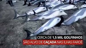 Image result for massacre golfinhos dinamarca