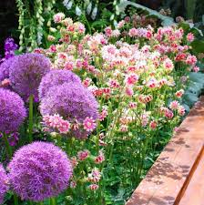 Image result for Aquilegia vulgaris `Nora Barlow`