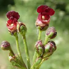 Attēlu rezultāti vaicājumam “Scrophularia nodosa flower”