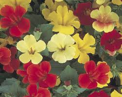 Image result for Mimulus x hybrida