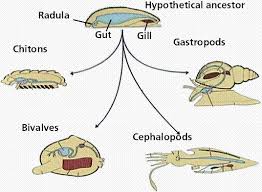 Attēlu rezultāti vaicājumam “Mollusca”