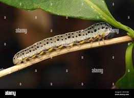 Attēlu rezultāti vaicājumam “Euura brevicornis larva”