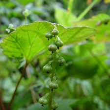 Attēlu rezultāti vaicājumam “Pyrola minor flower”