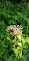 Attēlu rezultāti vaicājumam “Cirsium oleraceum”