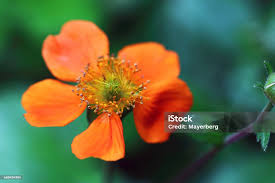 Attēlu rezultāti vaicājumam “Geum urbanum flower”
