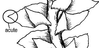 Attēlu rezultāti vaicājumam “Harpanthus flotovianus cells”