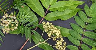 Attēlu rezultāti vaicājumam “Sorbus aucuparia leaf”