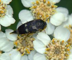 Attēlu rezultāti vaicājumam “Mordella sp.”