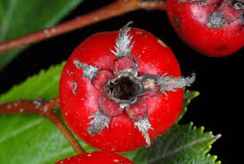 Attēlu rezultāti vaicājumam “Crataegus macracantha fruit”