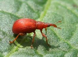 Attēlu rezultāti vaicājumam “Apion sp.”