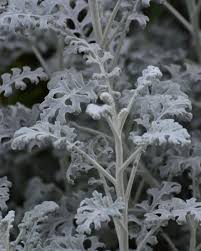Attēlu rezultāti vaicājumam “Jacobaea paludosa leaf”