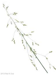 Attēlu rezultāti vaicājumam “Milium effusum flower”