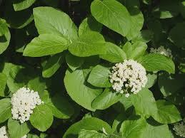 Attēlu rezultāti vaicājumam “Adoxaceae”