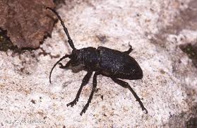 Attēlu rezultāti vaicājumam “Lamia textor”