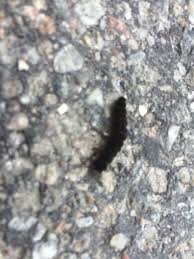 Attēlu rezultāti vaicājumam “Cantharis fusca larva”