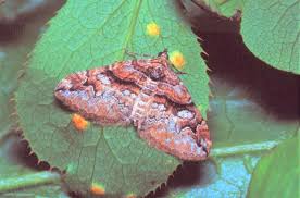 Attēlu rezultāti vaicājumam “Pareulype berberata”