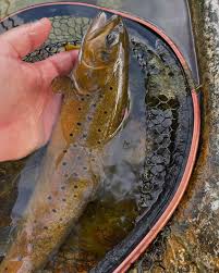 Image result for Salmo macrostigma