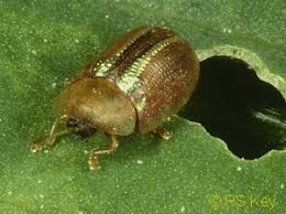 Attēlu rezultāti vaicājumam “Cassida”