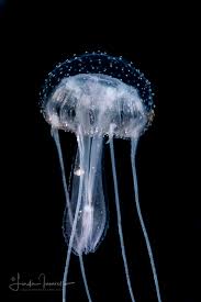 Attēlu rezultāti vaicājumam “Scyphozoa”