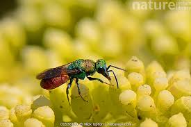 Attēlu rezultāti vaicājumam “Hedychrum sp.”