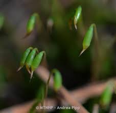 Attēlu rezultāti vaicājumam “Timmia megapolitana”