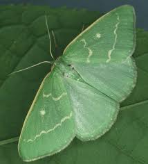 Attēlu rezultāti vaicājumam “Thetidia smaragdaria”