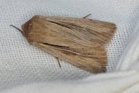 Attēlu rezultāti vaicājumam “Leucania comma”