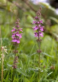 Attēlu rezultāti vaicājumam “Stachys palustris”