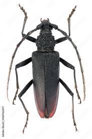 Attēlu rezultāti vaicājumam “Cerambycidae”