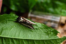 Attēlu rezultāti vaicājumam “Lampropteryx suffumata”