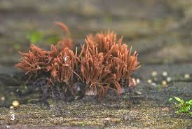 Attēlu rezultāti vaicājumam “myxomicetes”