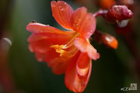 Image result for Bitterwurz