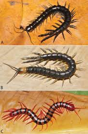 Attēlu rezultāti vaicājumam “Chilopoda”
