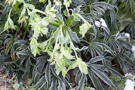 Image result for Helleborus foetidus