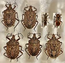 Attēlu rezultāti vaicājumam “Pentatomidae”