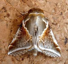 Attēlu rezultāti vaicājumam “Habrosyne pyritoides”