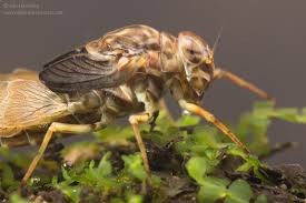 Attēlu rezultāti vaicājumam “Siphlonurus”