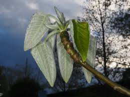 Attēlu rezultāti vaicājumam “Populus laurifolia”