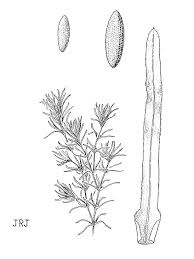 Attēlu rezultāti vaicājumam “Najadaceae”