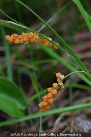 Attēlu rezultāti vaicājumam “Carex arenaria  fruit”
