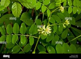 Attēlu rezultāti vaicājumam “Astragalus arenarius leaf”