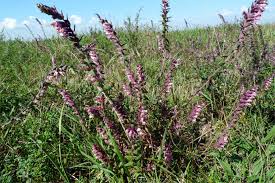 Attēlu rezultāti vaicājumam “Odontites vulgaris”